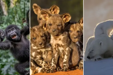 18 красивых фотографий диких животных с фотопремии Remembering Wildlife 2025