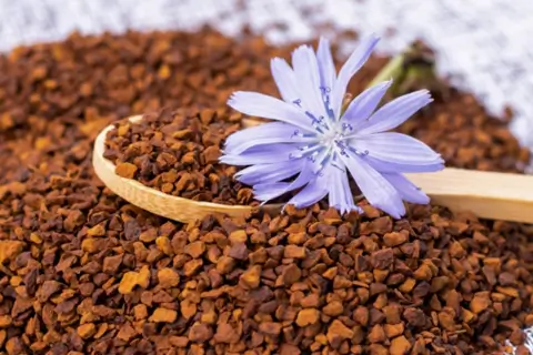 Что такое цикорий и можно ли им заменить кофе