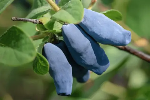 Що таке жимолость, чим вона корисна і як її їсти