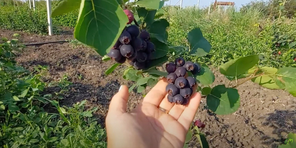 Спелые плоды ирги