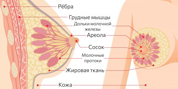 Будова грудей