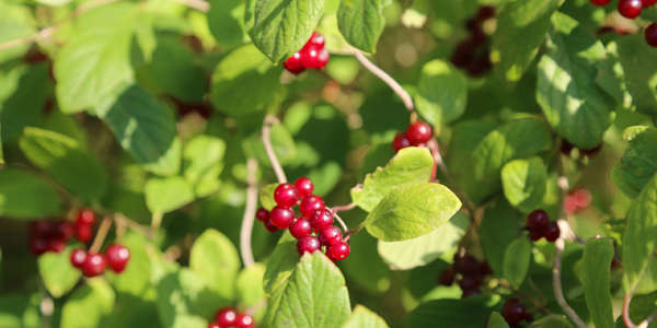 Жимолость ягода