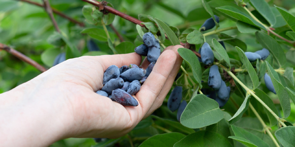 Плоды жимолости