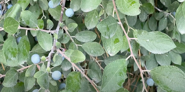 Как выглядит тёрн