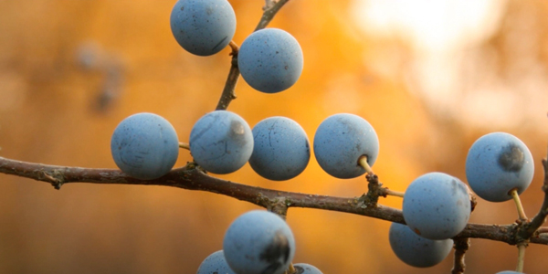 Что такое тёрн