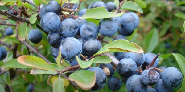 Что такое тёрн и можно ли его есть